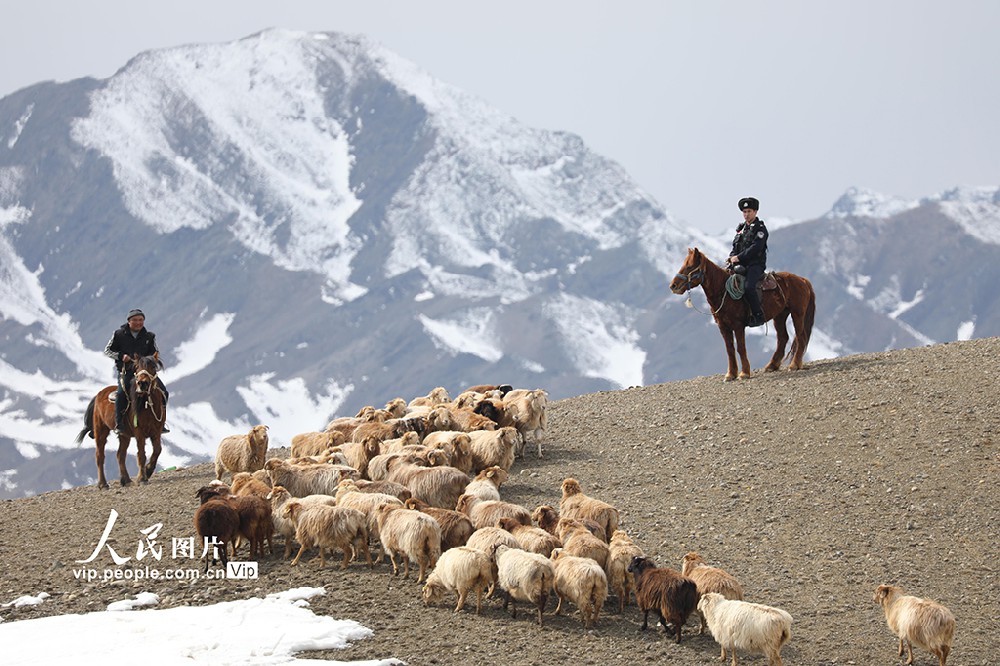 新疆青河：“牧羊人”小分队助力牧民转···