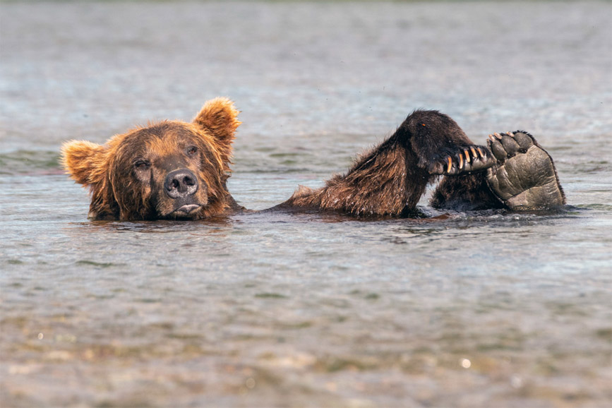 美国阿拉斯加棕熊漂浮在湖面 晒着太阳十分慵懒